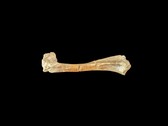Ein 30 Millionen Jahre alter fossiler Oreodant-Knochen. (Bildquelle: Matt Artz via Unsplash)