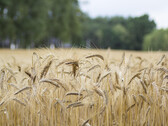 Biobasierter Kunststoffersatz aus Agrarabfällen: traceless Materials verspricht massiven CO2-Reduzierung und Lösung gegen Mikroplastik (Bildquelle: Wilkoszenator auf Pixabay)